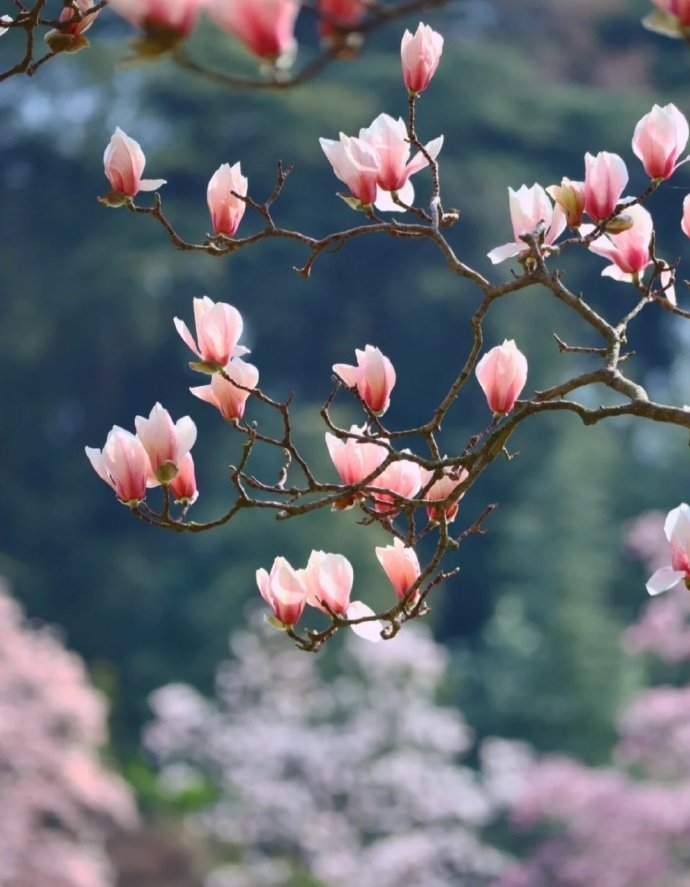 玉兰花开 ... 