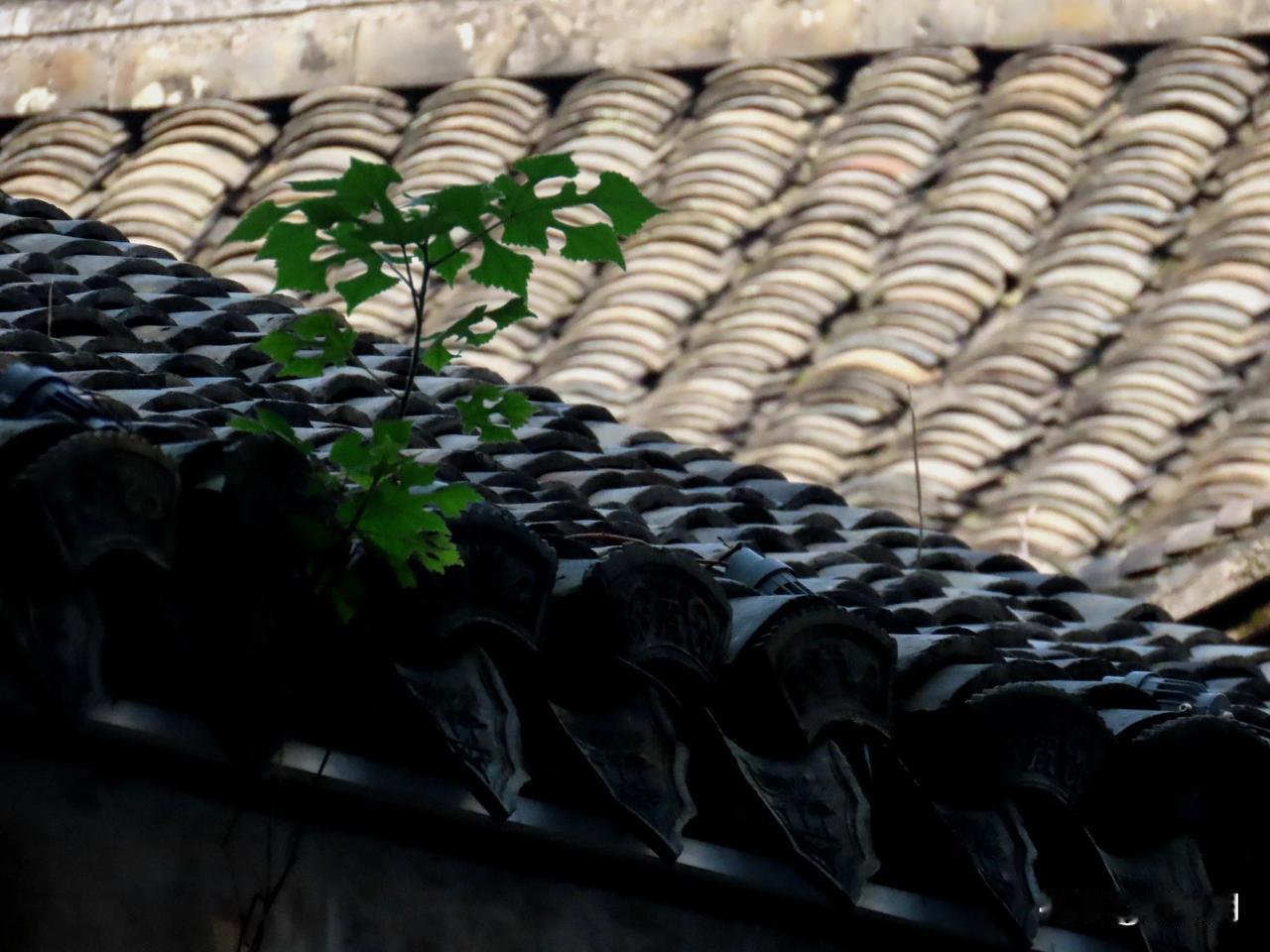 青瓦古巷曲，绿荫掩门庭。
走在慈城小巷