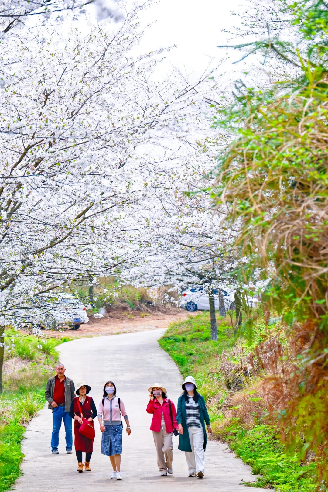 最新！平坝樱花园已达到盛花期，快冲🌈❤️