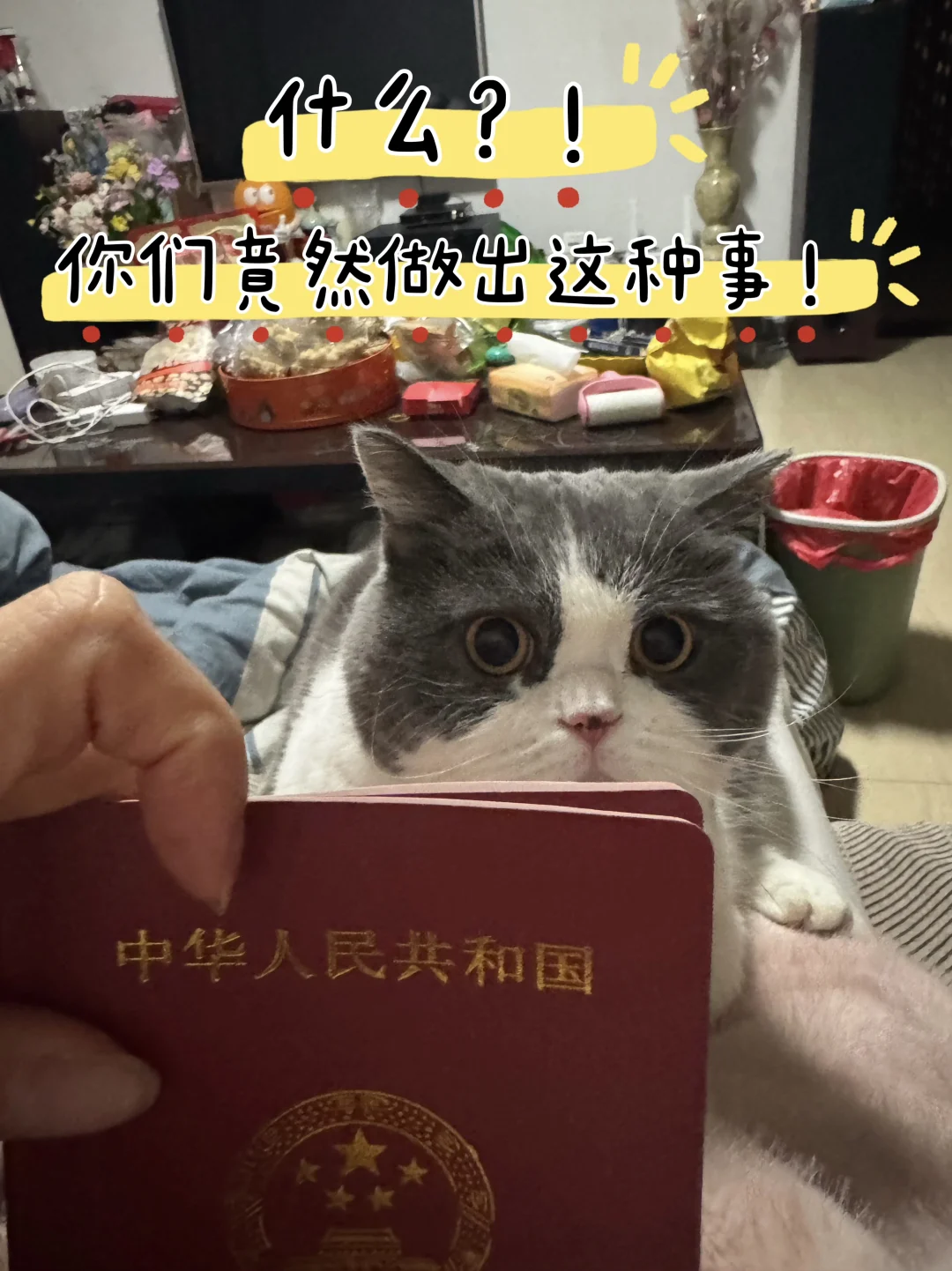 领证了必须要让猫猫审核ฅ՞•ﻌ•՞ฅ