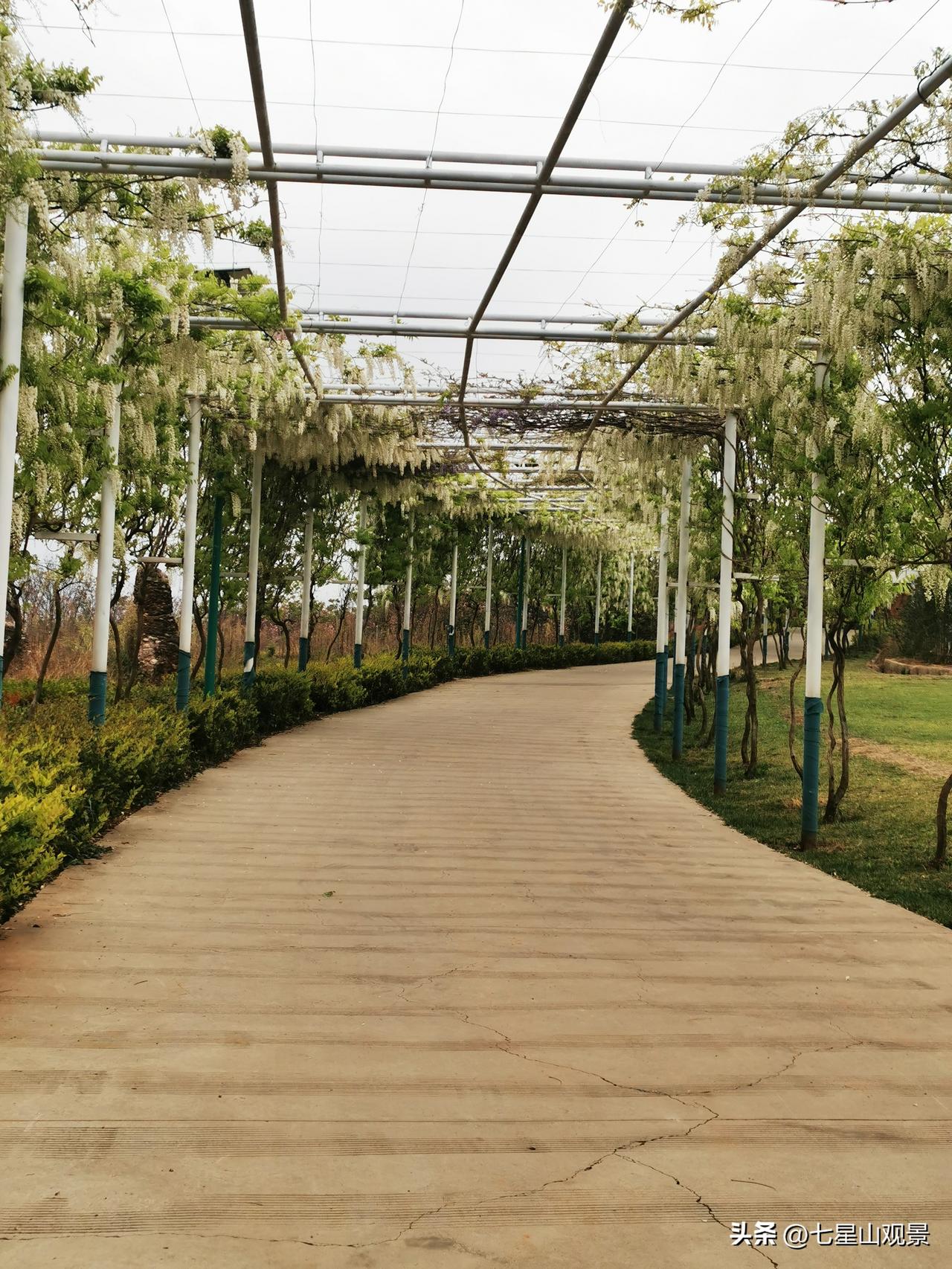 今年春天最想实现的心愿世界恢复和平，让所有侵略者都失败。