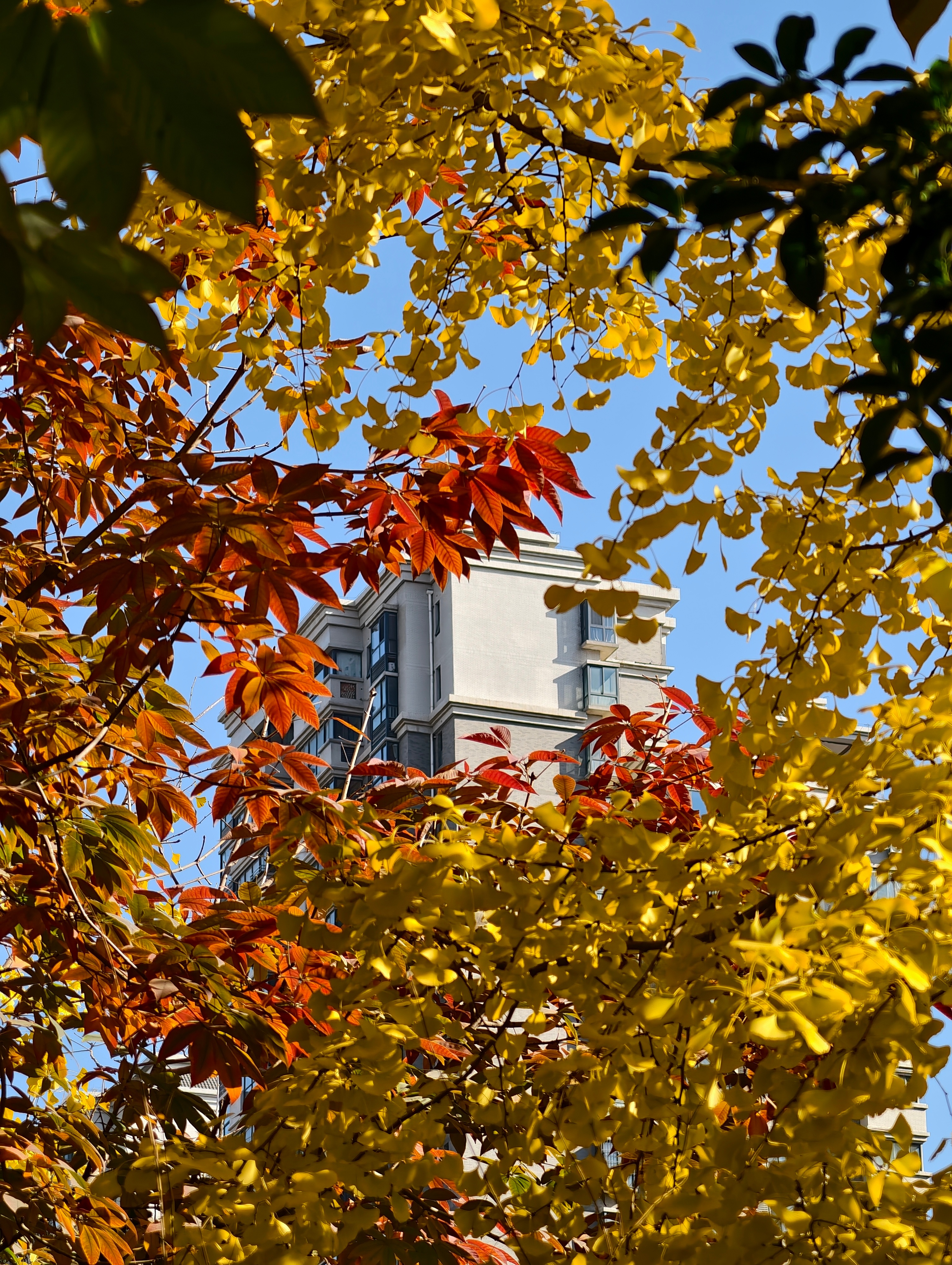 今天天气真好，适合出门拍照