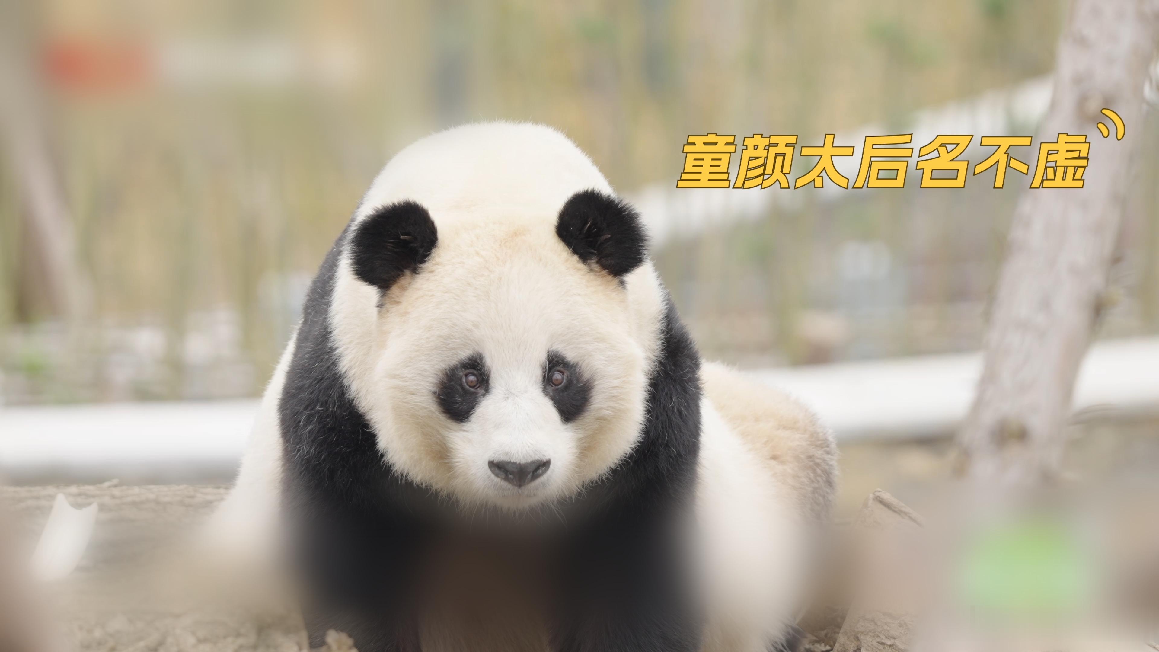 画面正精彩！草太后128公斤的“圆润身材”首次大公开——别问，问就是被照顾得太好