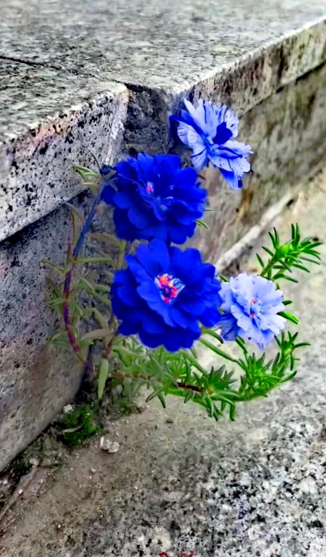 石缝里的蓝色太阳花，重瓣绽放如小伞，紫红茎叶衬得花色更艳，日开夜合藏着倔强与温柔