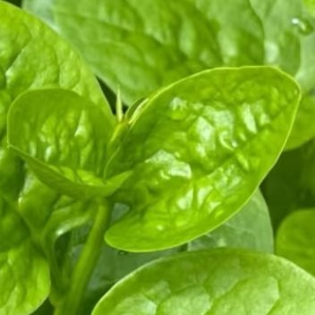 木耳菜种植1. 土壤准备：木耳菜对土壤要求不高，最好选择排水良好且肥沃的土壤。可