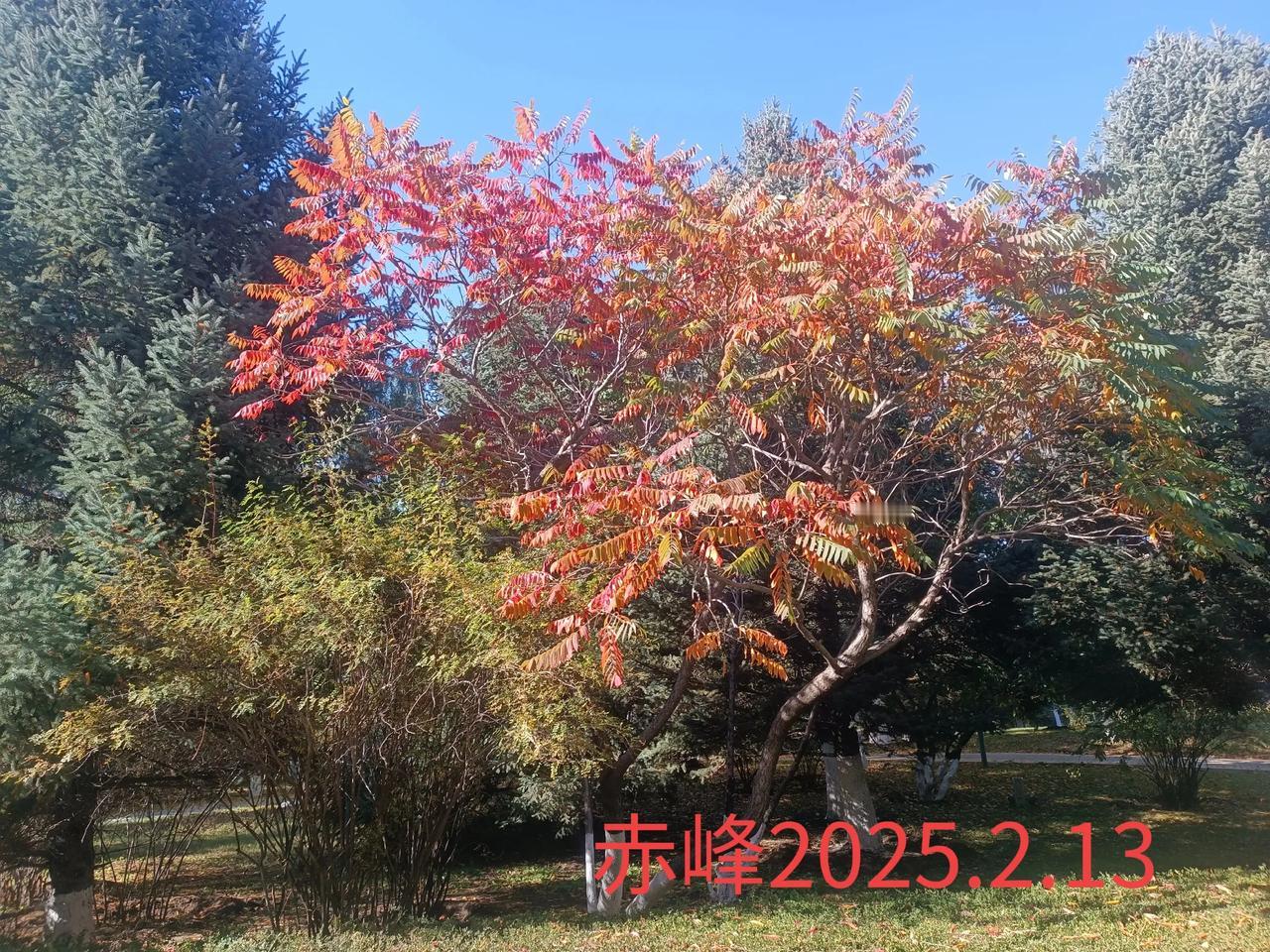 分享一张秋景的树叶的照片？路边随拍，深秋的树叶。