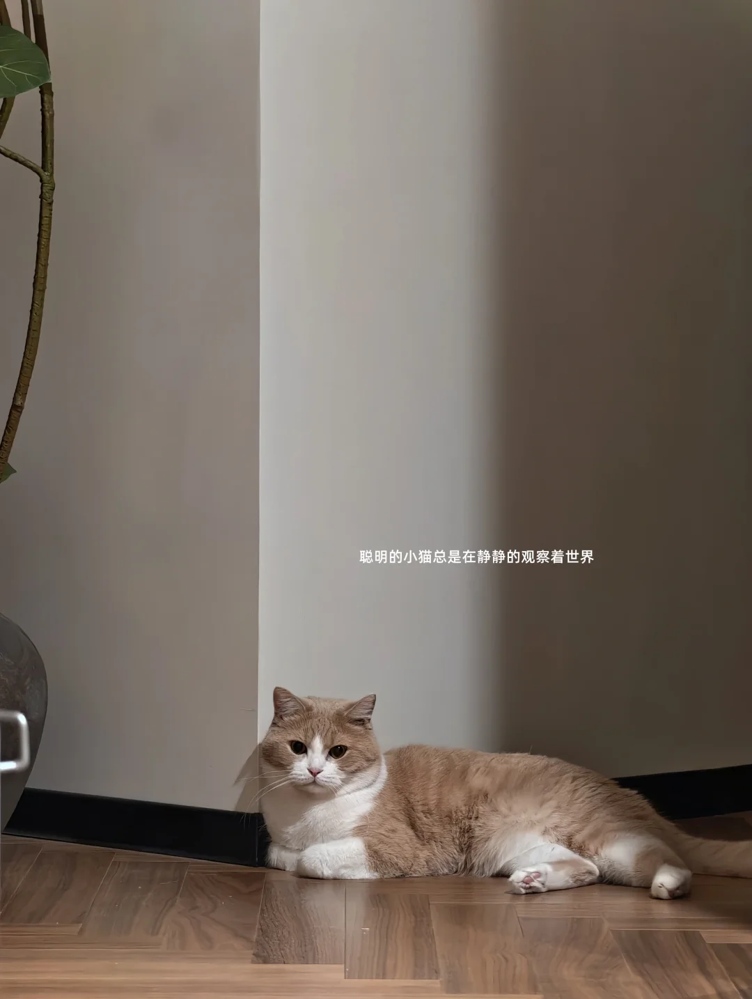 小猫日记 | 库存