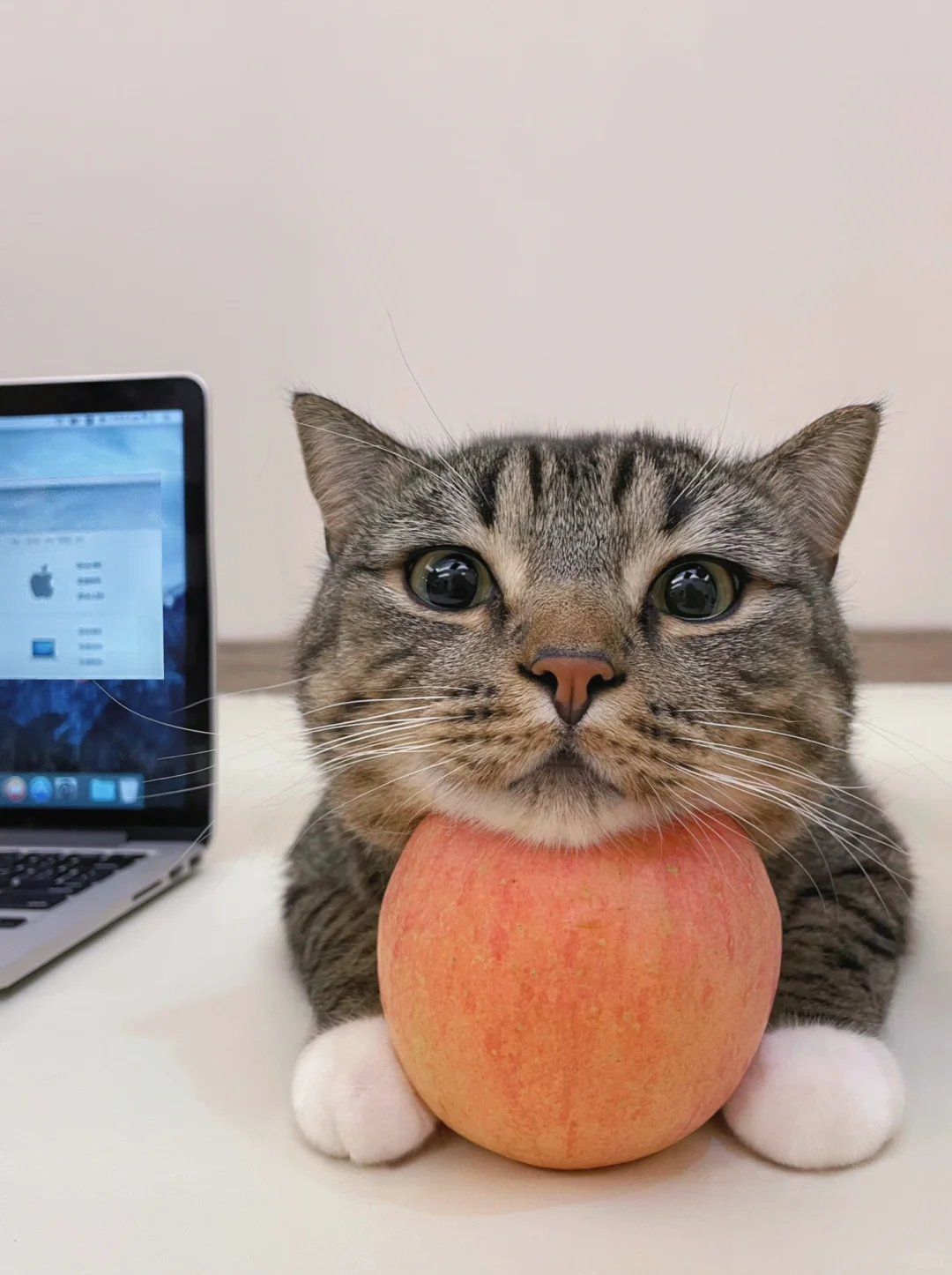 有苹狗了为什么不能有苹猫？🍎