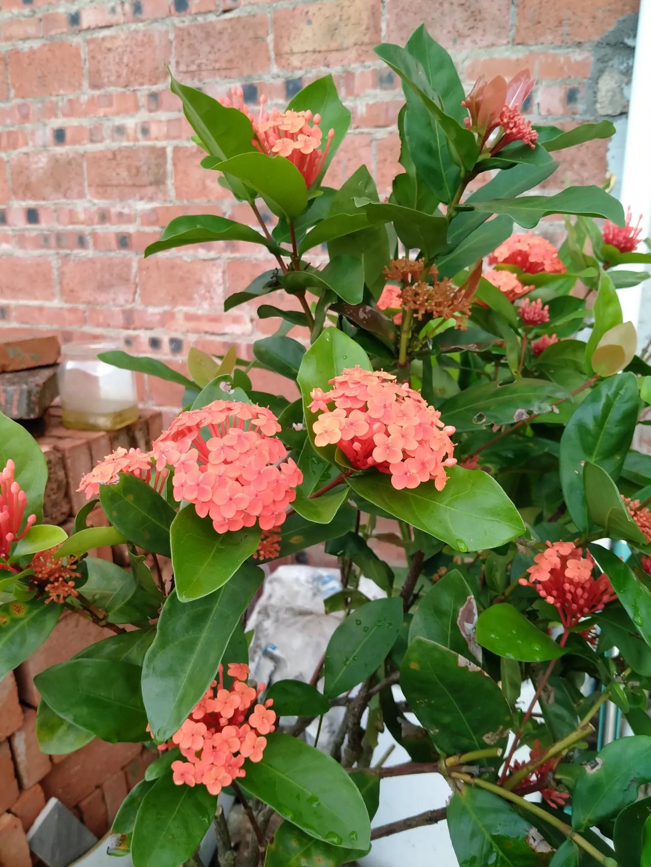 #那些好看的花花草草#街角的花坛中，小花们正悄无声息地绽放着它们的美丽。
每一朵