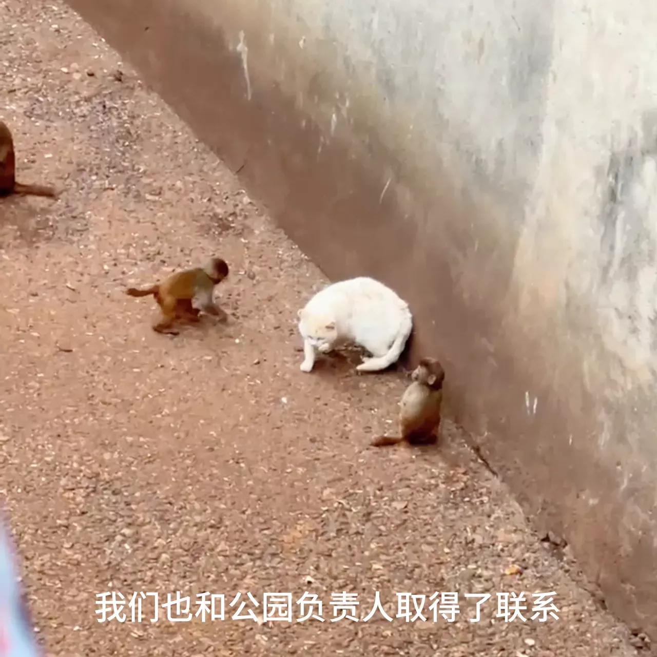 灵长类动物其实是整个自然界的祸害。
不止是昆山动物园的猴子令人讨厌，就是动物世界