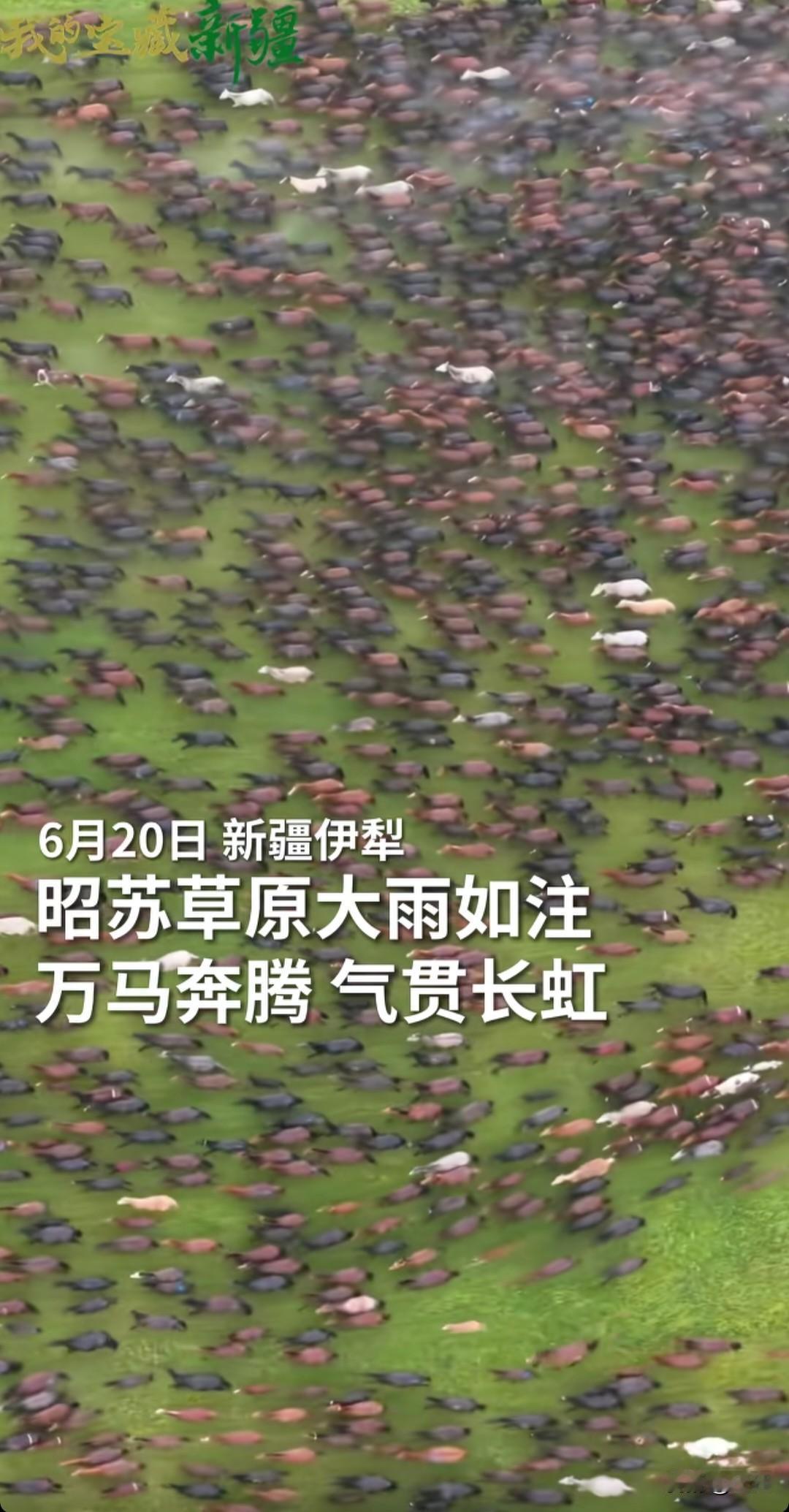 新疆伊犁草原万马奔腾，雨后如梦似幻！
