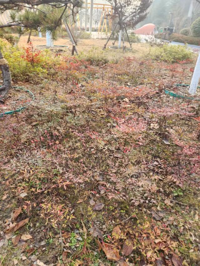 你们那里''三九''冷吗
今天1月16日，''三九''第九天，今天靑岛天气6度。