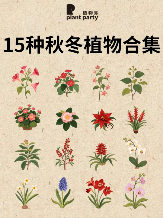 15种超长花期🌸新手易上手的秋冬植物🔥