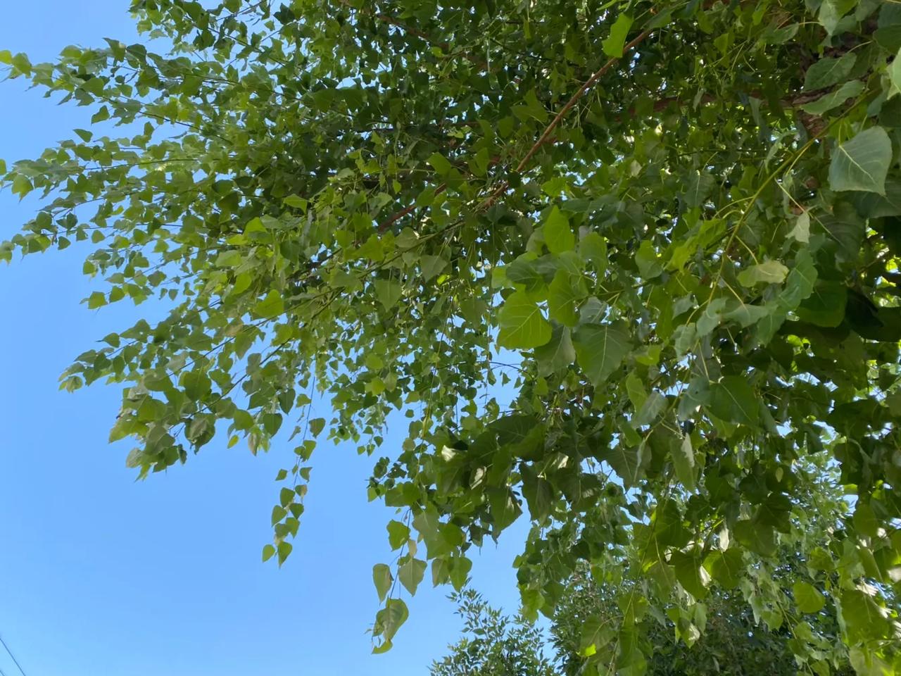 雨后，这一树的清凉。

突然，就想起一个古老的对联可以解释瓦格纳兵变的一切：

