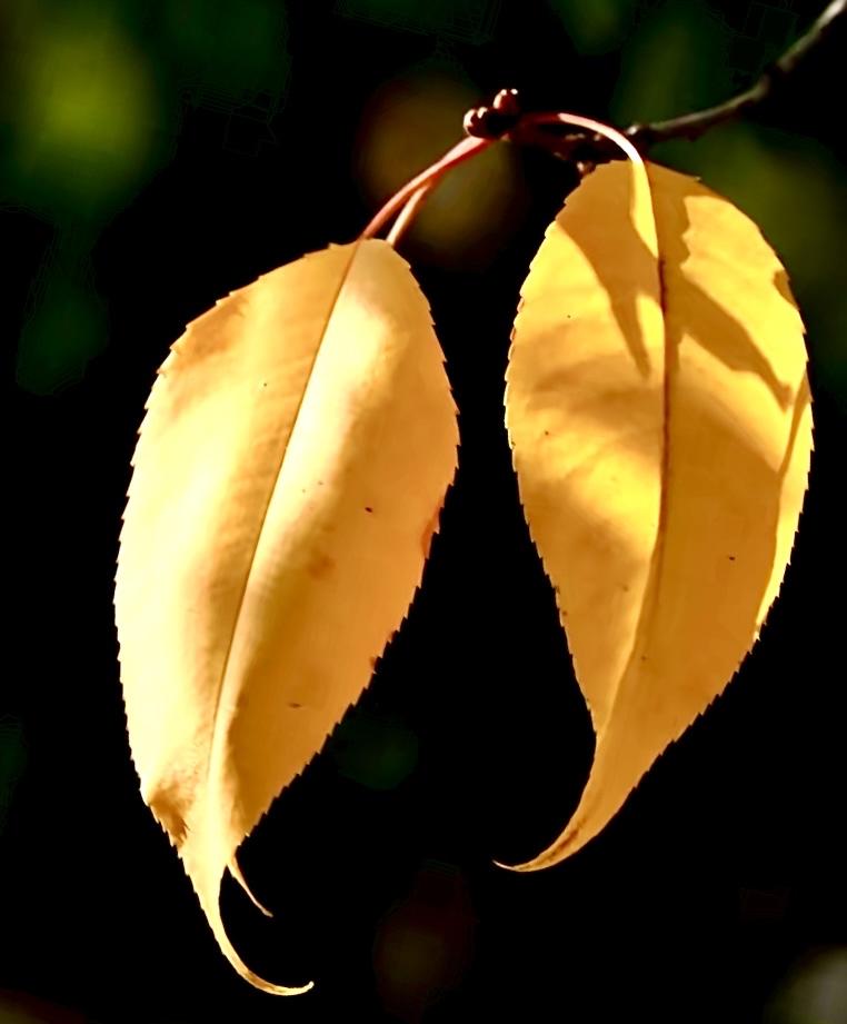 第一张照片里，两片金黄的秋叶在光影中舒展着身姿，叶片边缘的细齿清晰可见，叶尖微微