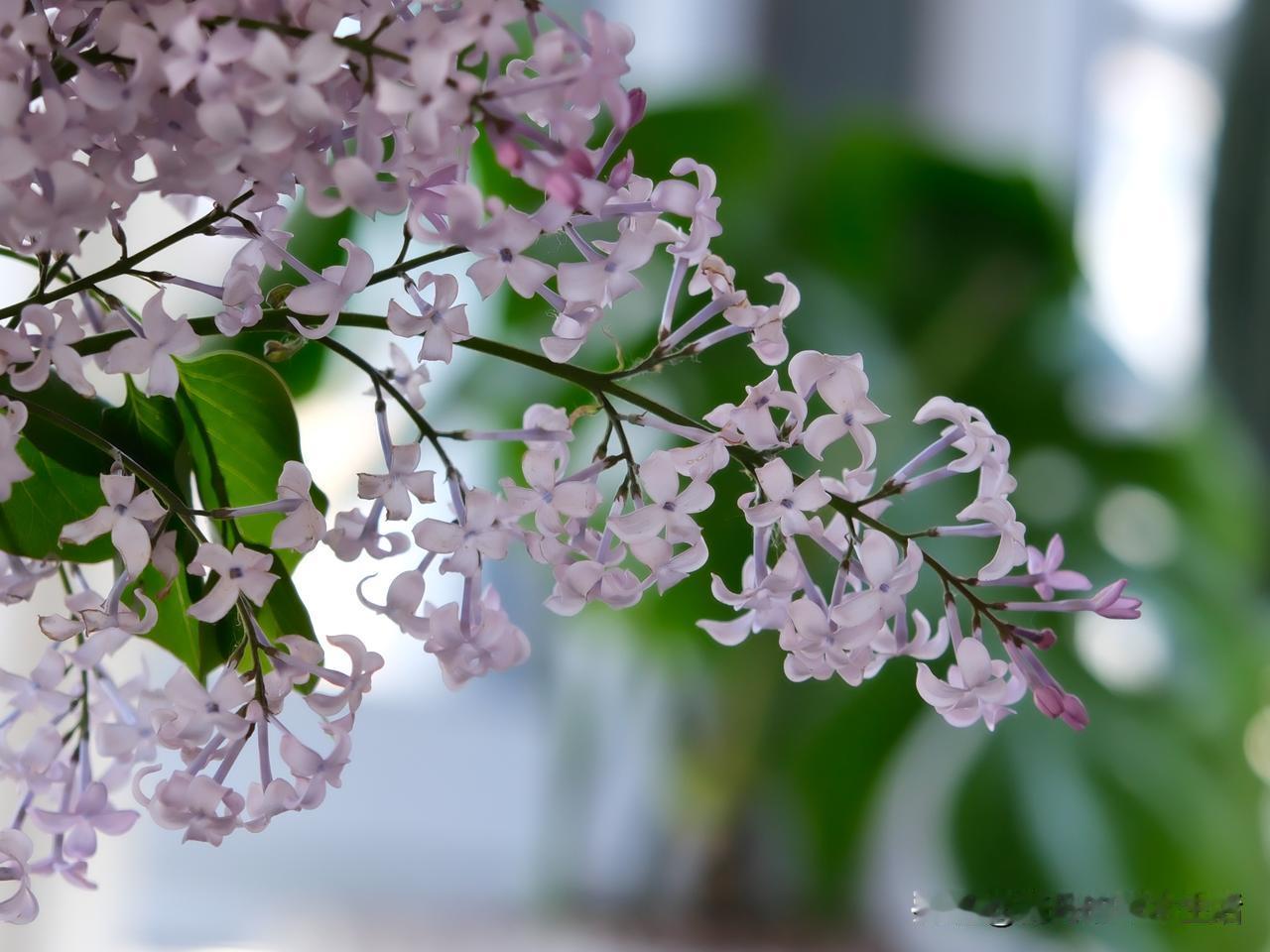 今天又摔了一个心爱的杯子……
我知道，但凡我非常喜欢的，
常用的，手边的，
往往