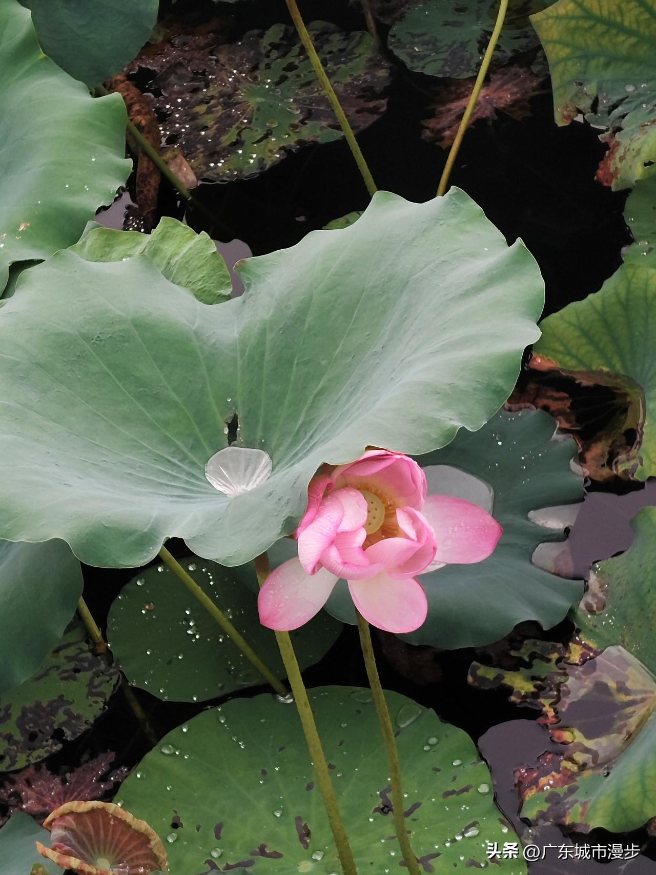 毕村雨后潮湿环境，荷花淀荷叶半掩粉荷实拍

降雨过后户外空气湿度偏高，露天行走体