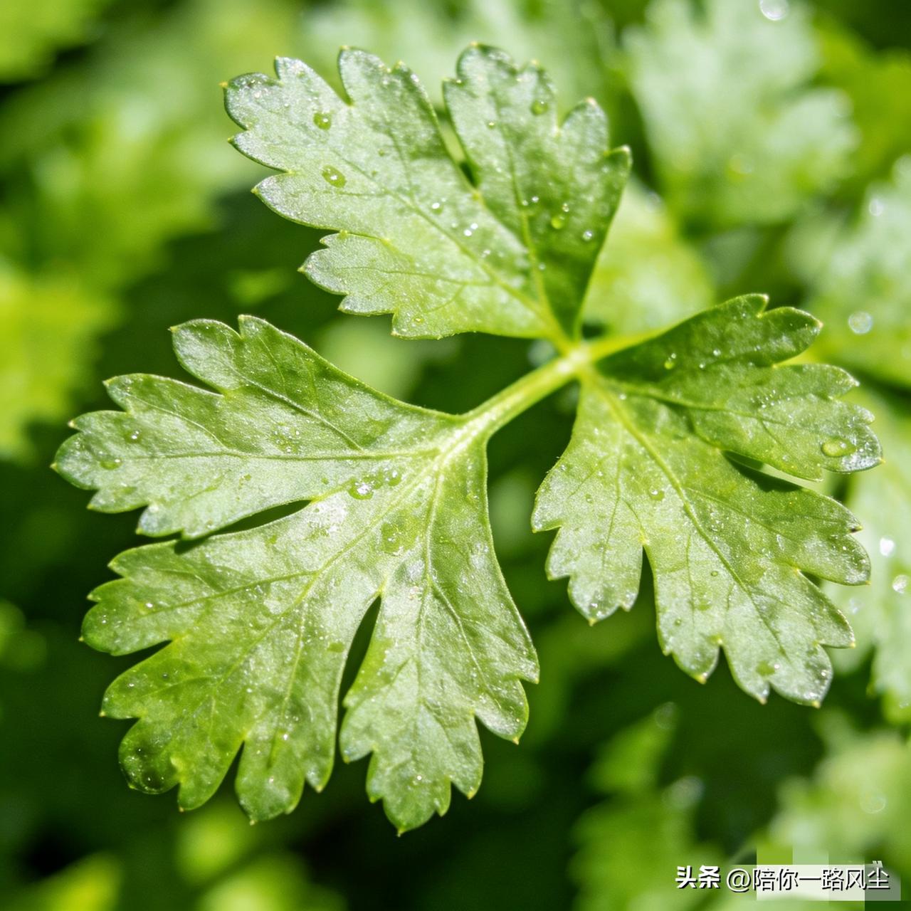 我真的太聪明了！发现我妈把芹菜叶子摘得一干二净，然后全丢掉，我只用了一招就让她吃
