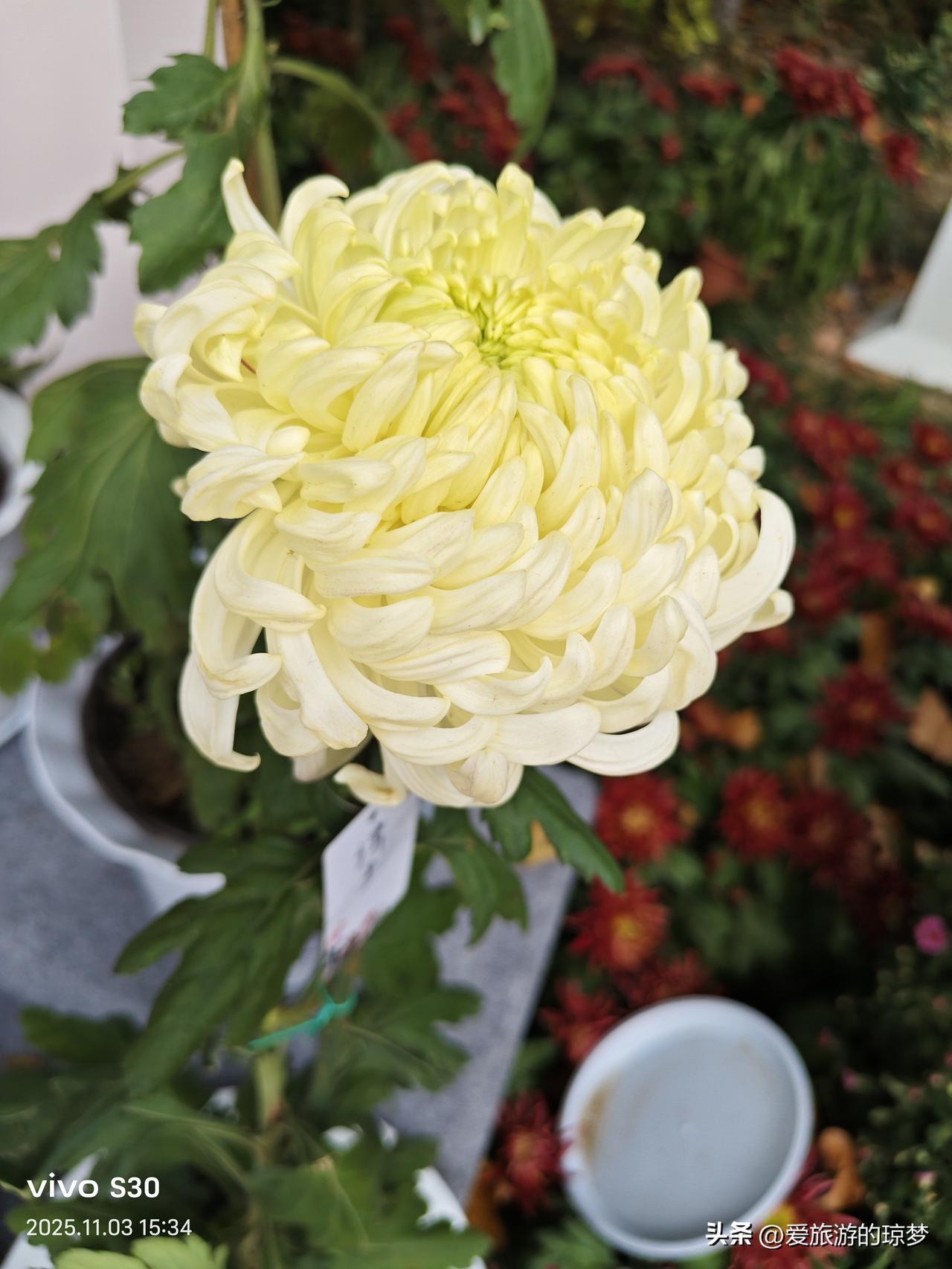 春日生活打卡季