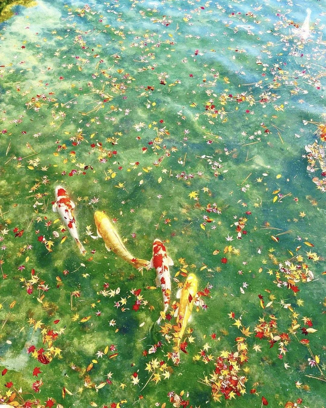 锦鲤
锦鲤身披霓彩裳
池中戏荷涟漪漾