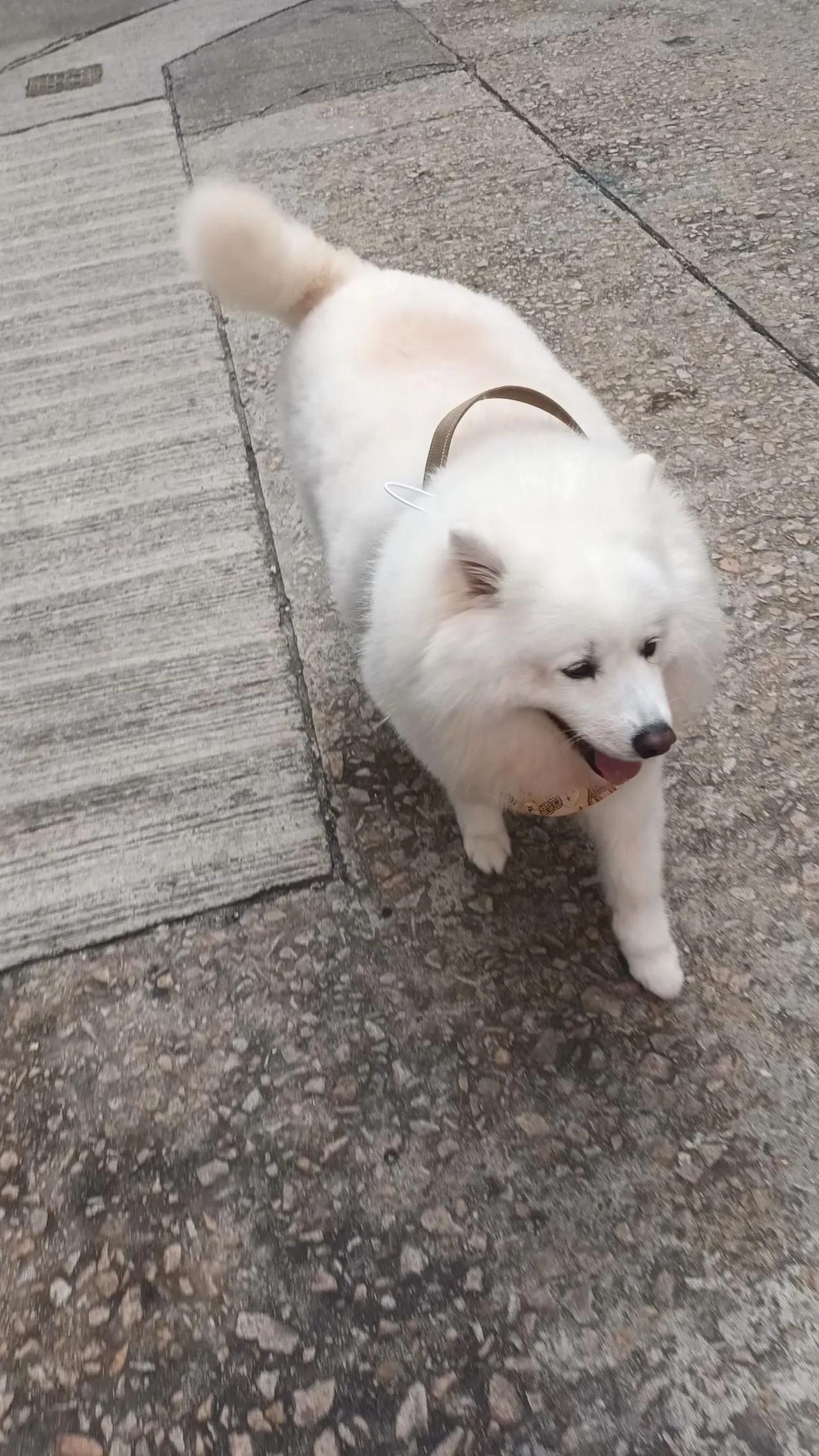 又遇西摩犬（雪撬犬家族），有“笑脸天使”雅称。港人似乎有饲养宠物的嗜好，与犬为伴