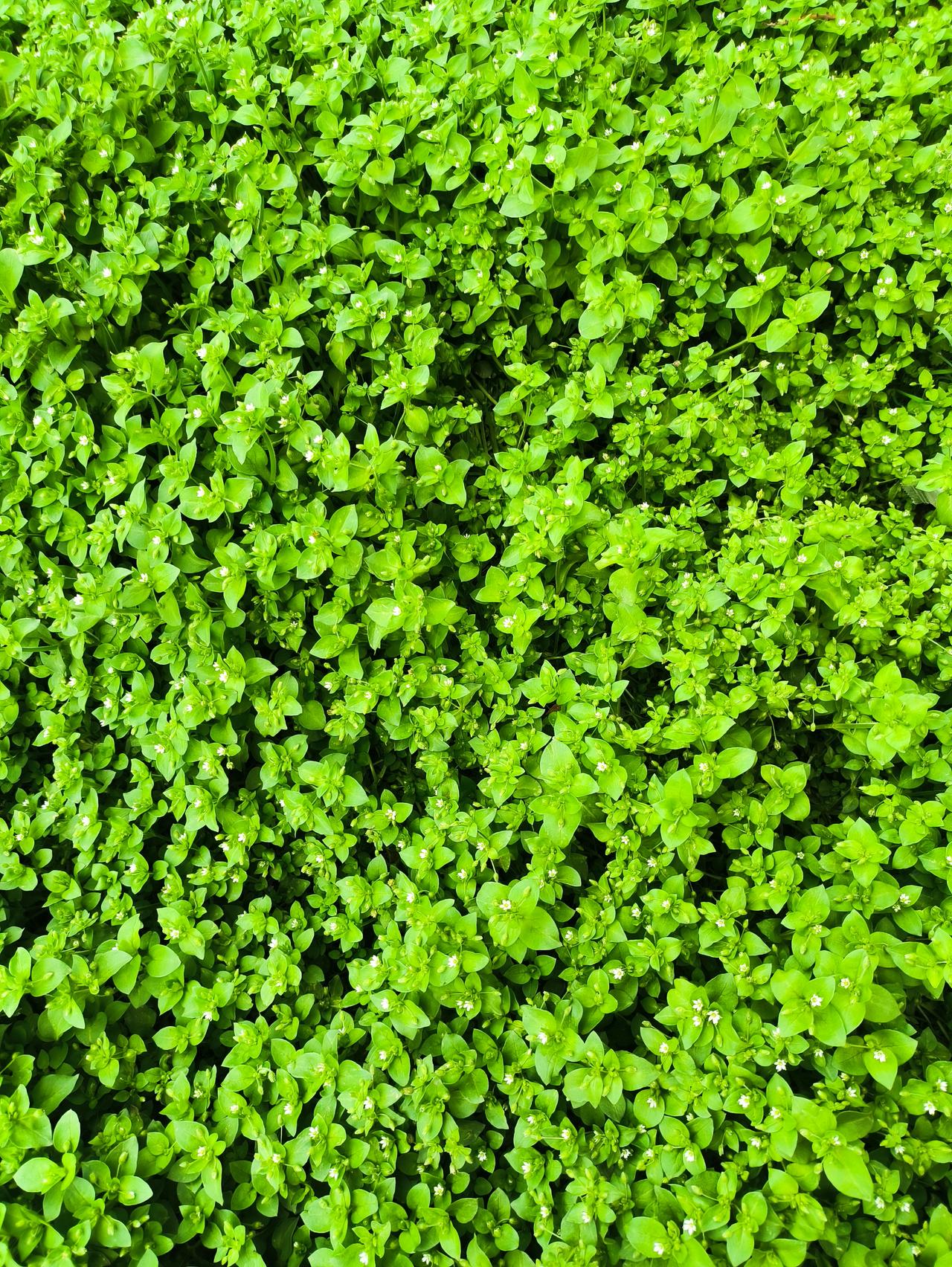 今天中午，才看见单元门口长满了小绿草，形容绿地毯不为过吧[赞]