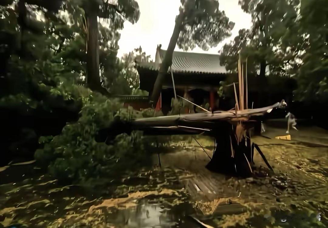 山东曲阜孔庙720年古柏被大风吹倒。这古柏已经是文物了！许多网友问孔庙古柏被吹倒
