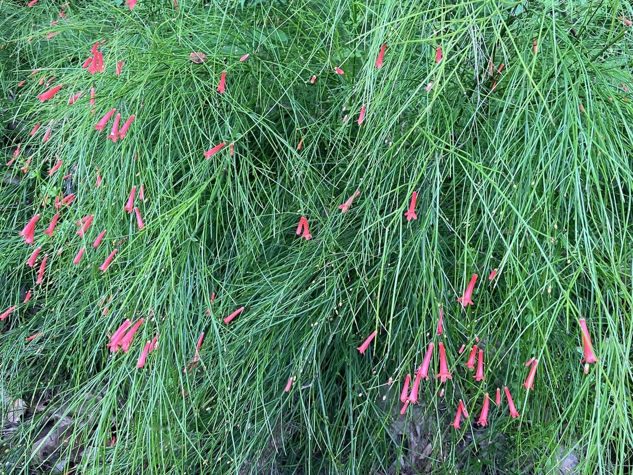 谁懂啊！
这花一开花，
邻居扒我窗户问了3天！
 
“你家阳台挂的是窜天炮？咋还