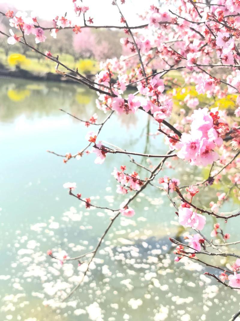 五律·野庐听花落
〔当代〕邹謇

薄霭凝春夜，泠光照野庐。
花飞疑有语，人静自相
