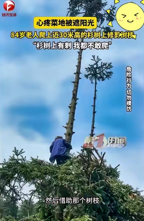 “看完浑身发怵！”湖南凤凰一位老爷子，为了自家菜地，愣是徒手攀上十层楼高大树，光