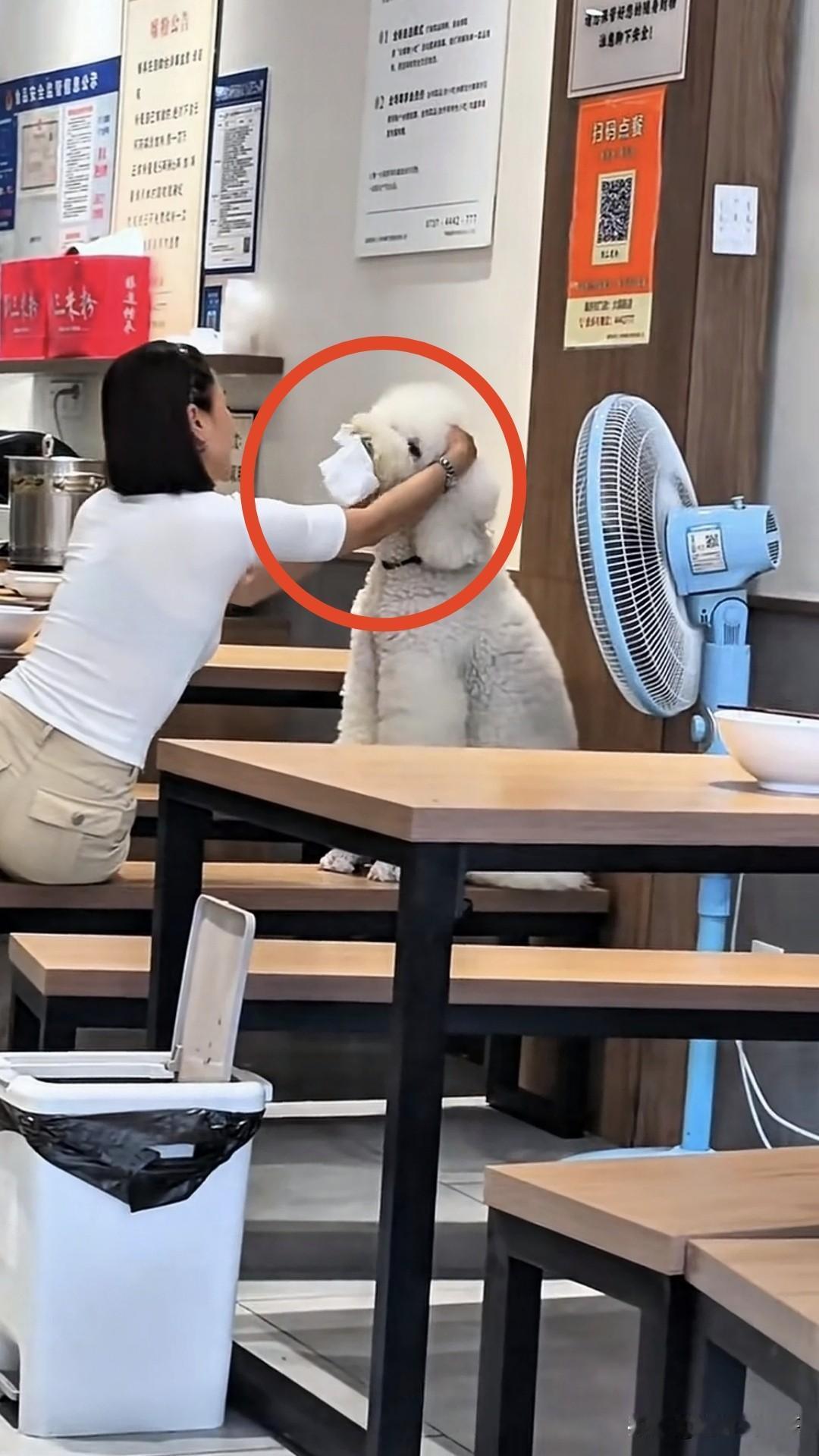 这事干的真的有点过分，把狗带进店子不说，给自己的狗擦完嘴的纸巾，又立马拿来擦凳子