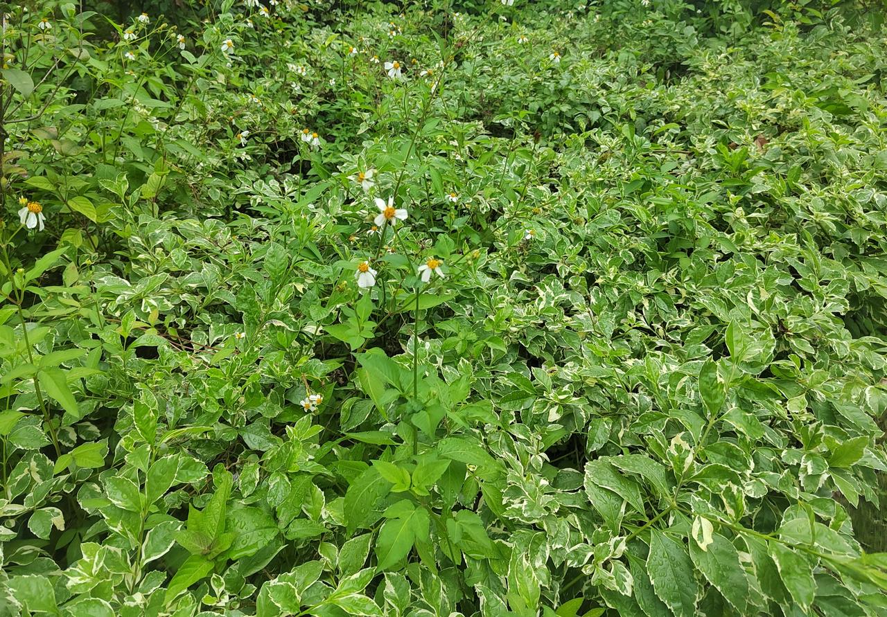 广东冬晨绿草如茵，沾着晶莹晨露的草叶在微风中轻晃，折射出暖煦晨光。行道旁的细叶榕