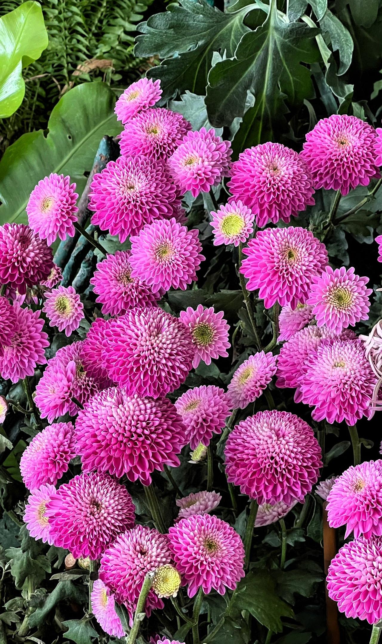 【原创】冬日赏菊：粉嫩可爱的菊花，绽放出无限的生机与美丽容光.🌸💕