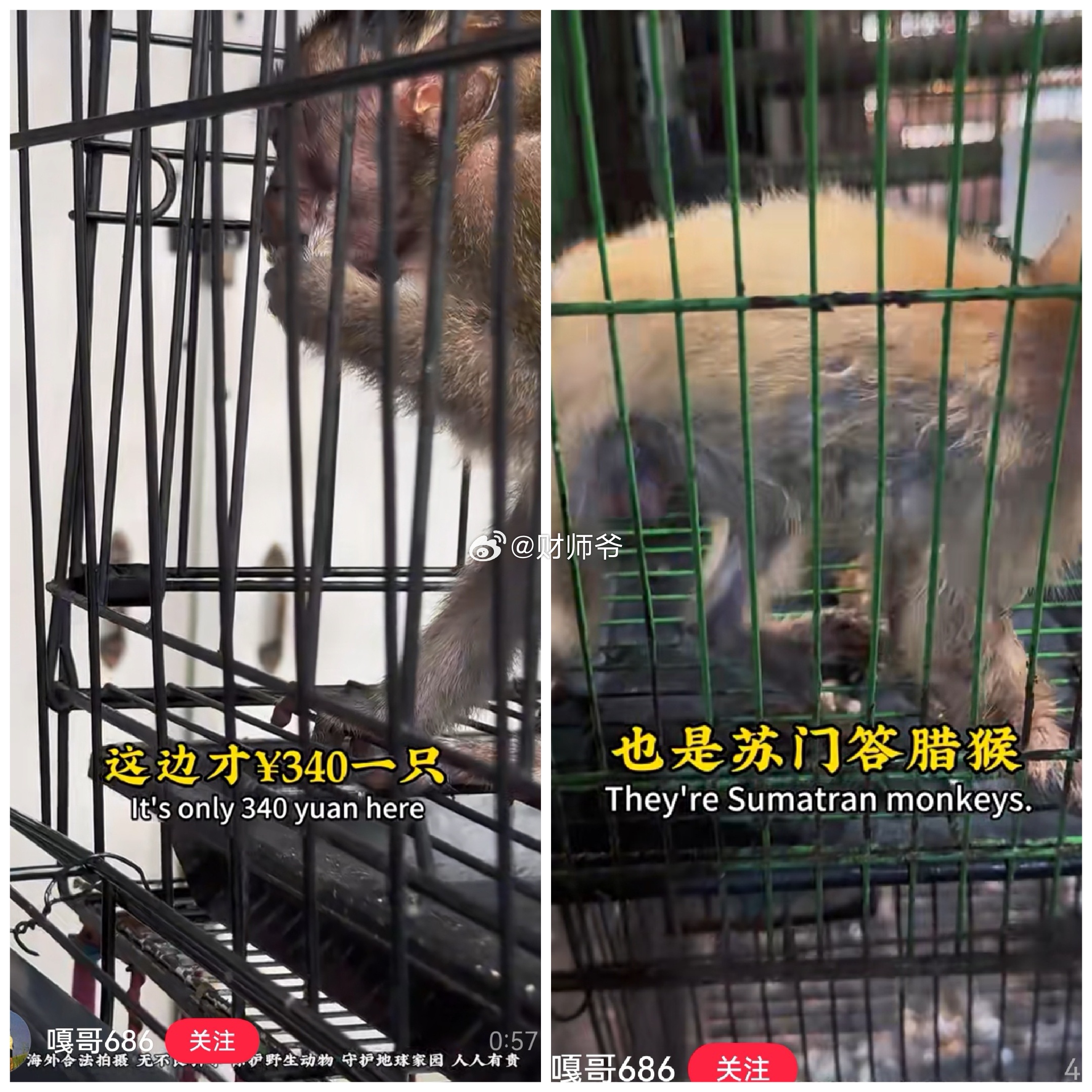 刚刷到一个视频，很多在中国是国宝级的保护动物，在东南亚一些国家，比如印尼、菲律宾