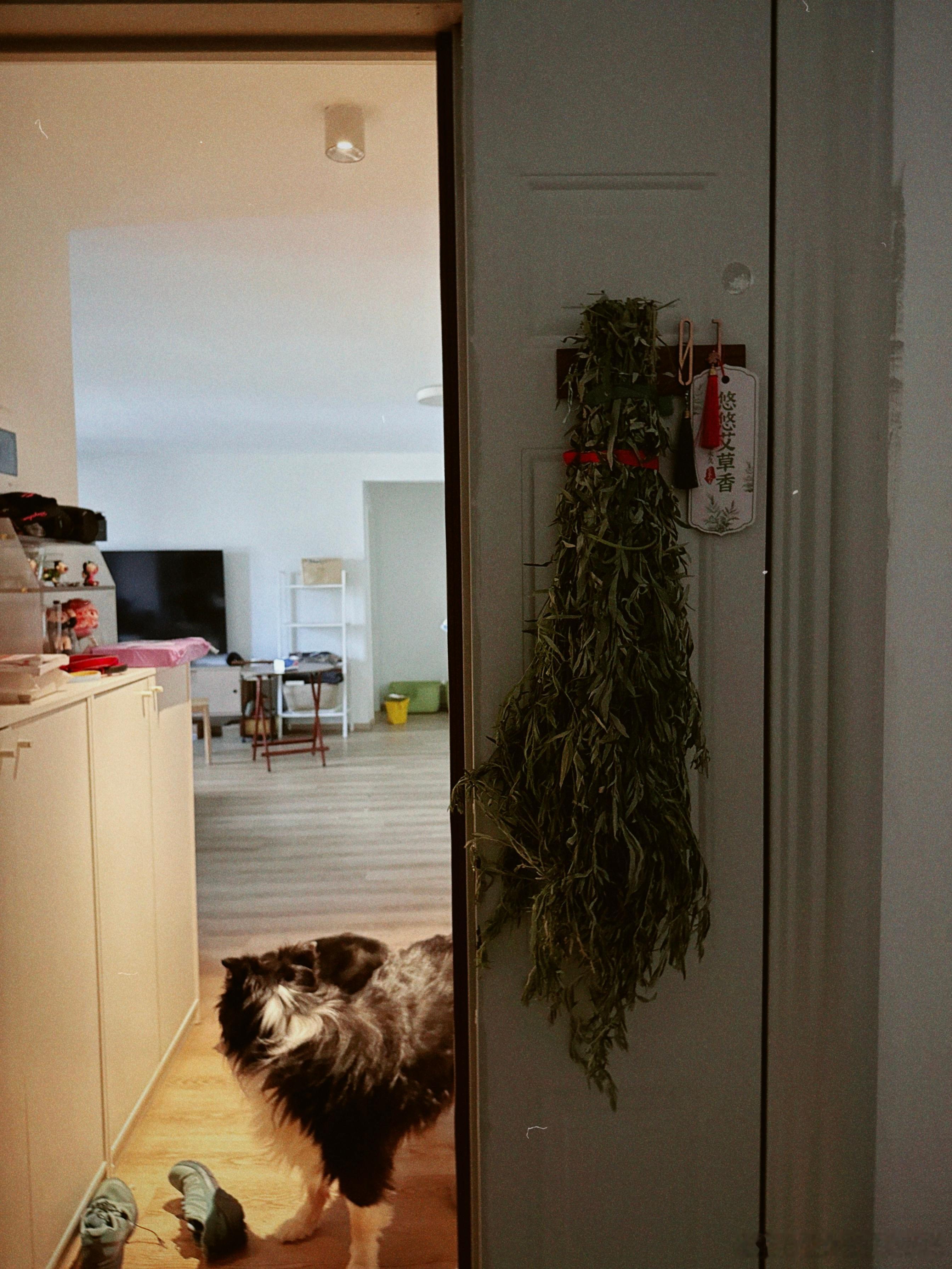 托朋友福，第一次挂上了。（也不知道是不是这么挂的）反正人说南方挂，好像可以辟邪驱