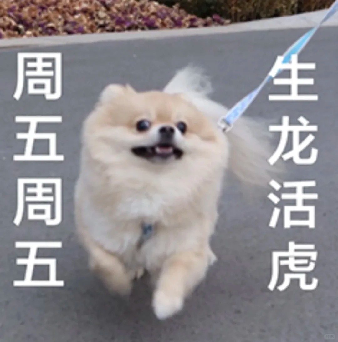 都说周五周五，生龙活虎，那么就请几个幸运鹅这周五吃下午茶吧关注+转发 抽2个 平