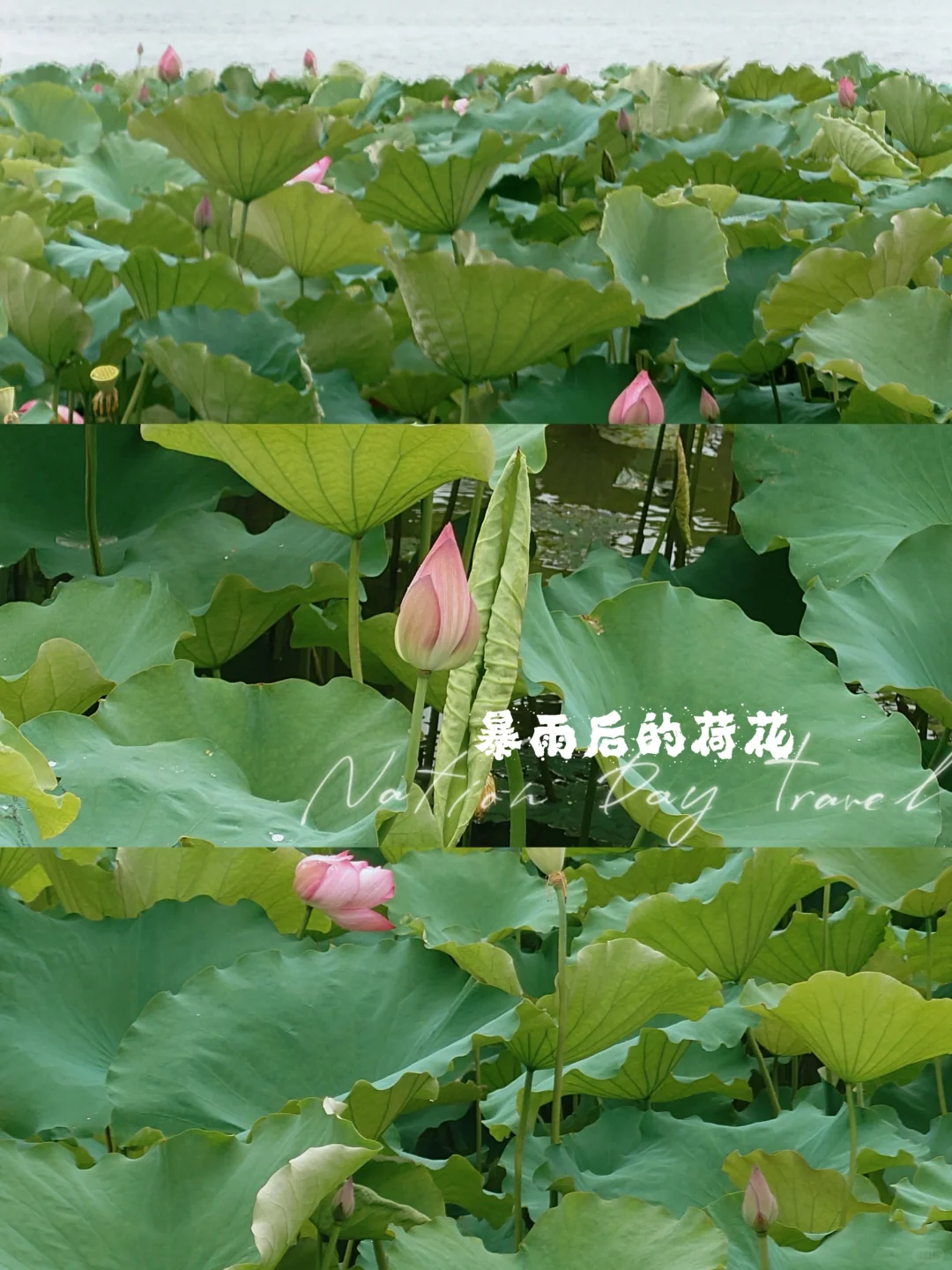 夏日最佳赏荷地——暴雨后的荷花