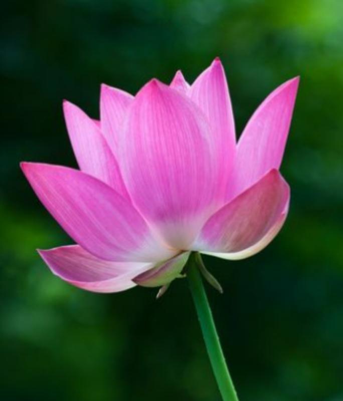 任何时侯都不应支持侵略者，
也不可为恐怖分子摇旗呐喊，
和平和发展是当今世界的主