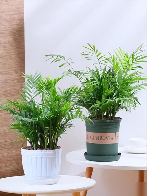 谁不想卧室既温馨又能吸口干净空气啊！

现在好多人爱在卧室养花，但乱养反而影响健