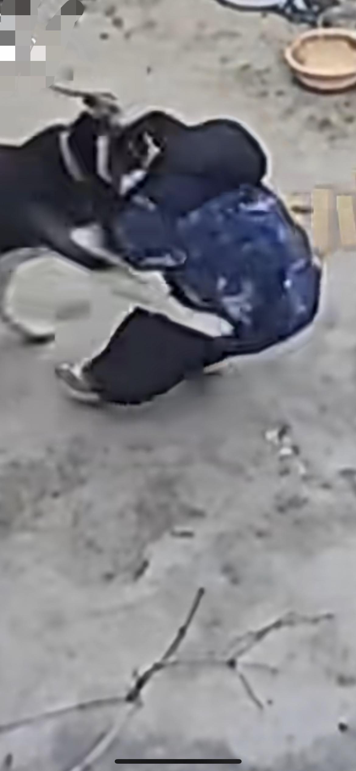 3月8日河南，男孩独自跑到邻居家摸狗，结果被拴绳的大狗扑倒在地咬伤，狗主人被男孩