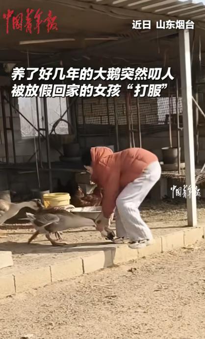 解气了！山东，一女孩去自家牲畜圈里喂鸡鸭鹅，不料其中一只大鹅突然对女孩发动袭击。