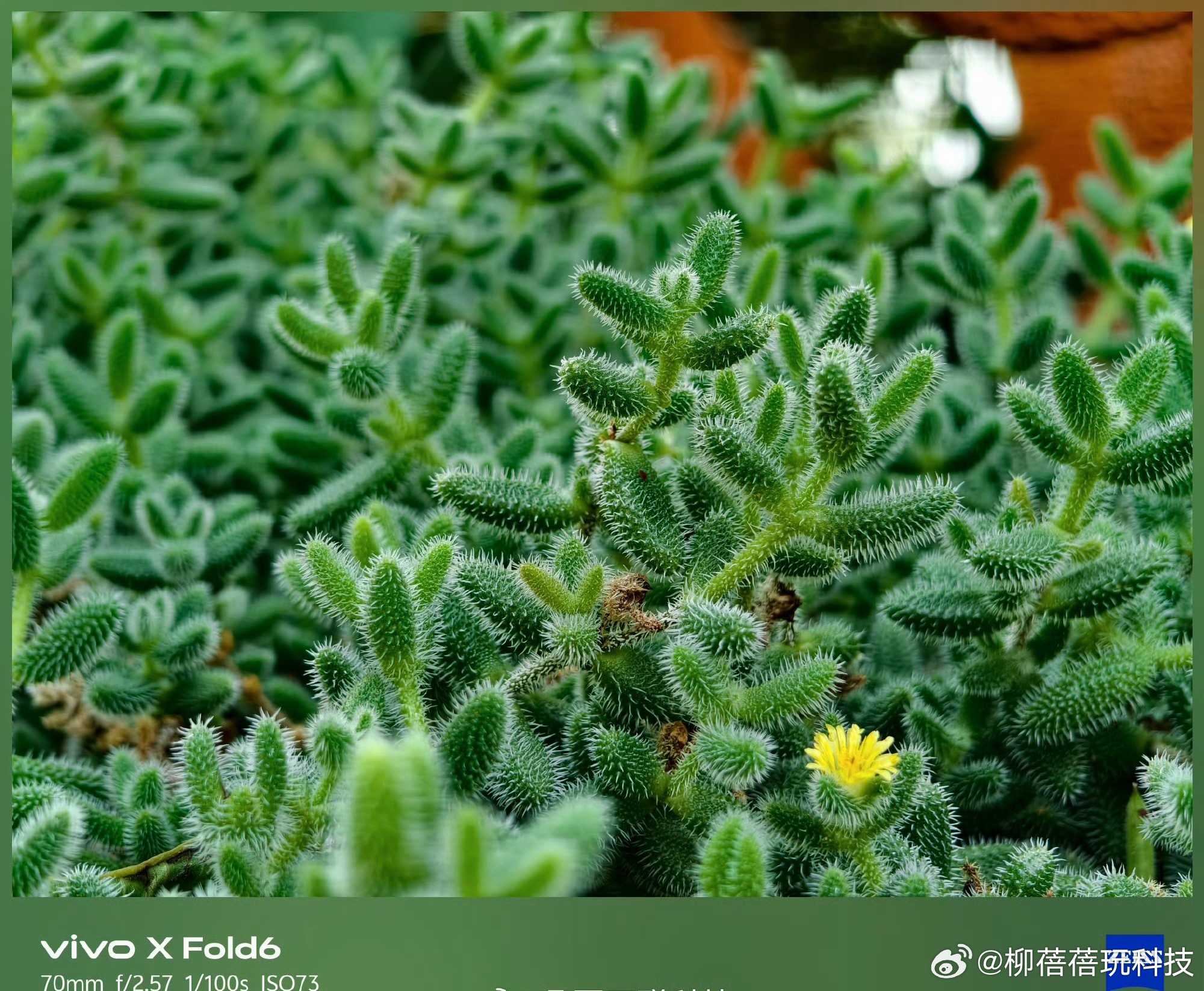 vivo Fold6原色直出，好景还得用好机，随处晒东西