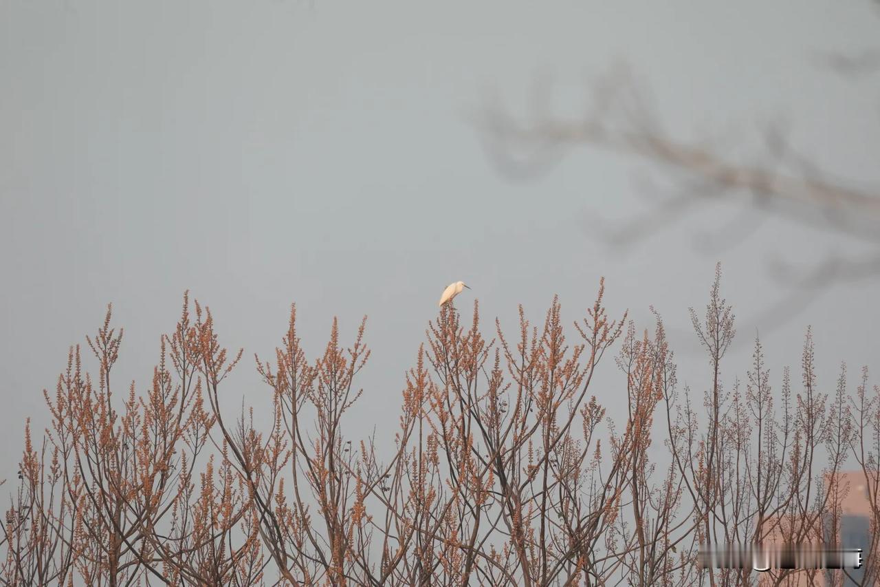 这是屠杀！今晚开始又有很多人睡不着了，这比杀了还煎熬，COME白银日跌幅25%每