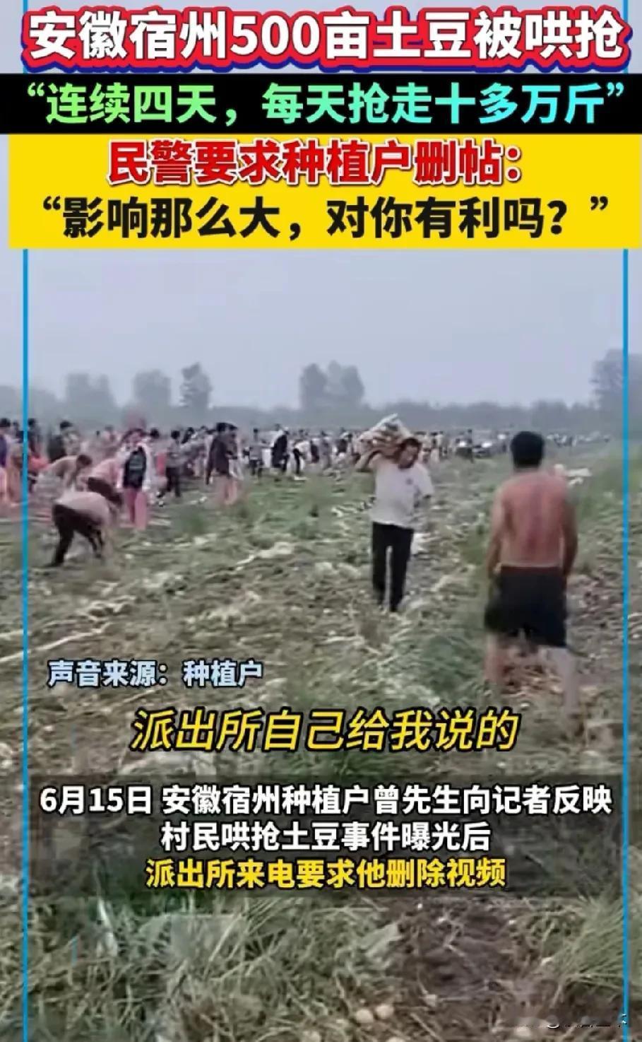 安徽农户500亩土豆被哄抢，被要求删帖！
        不知道从什么时候开始，