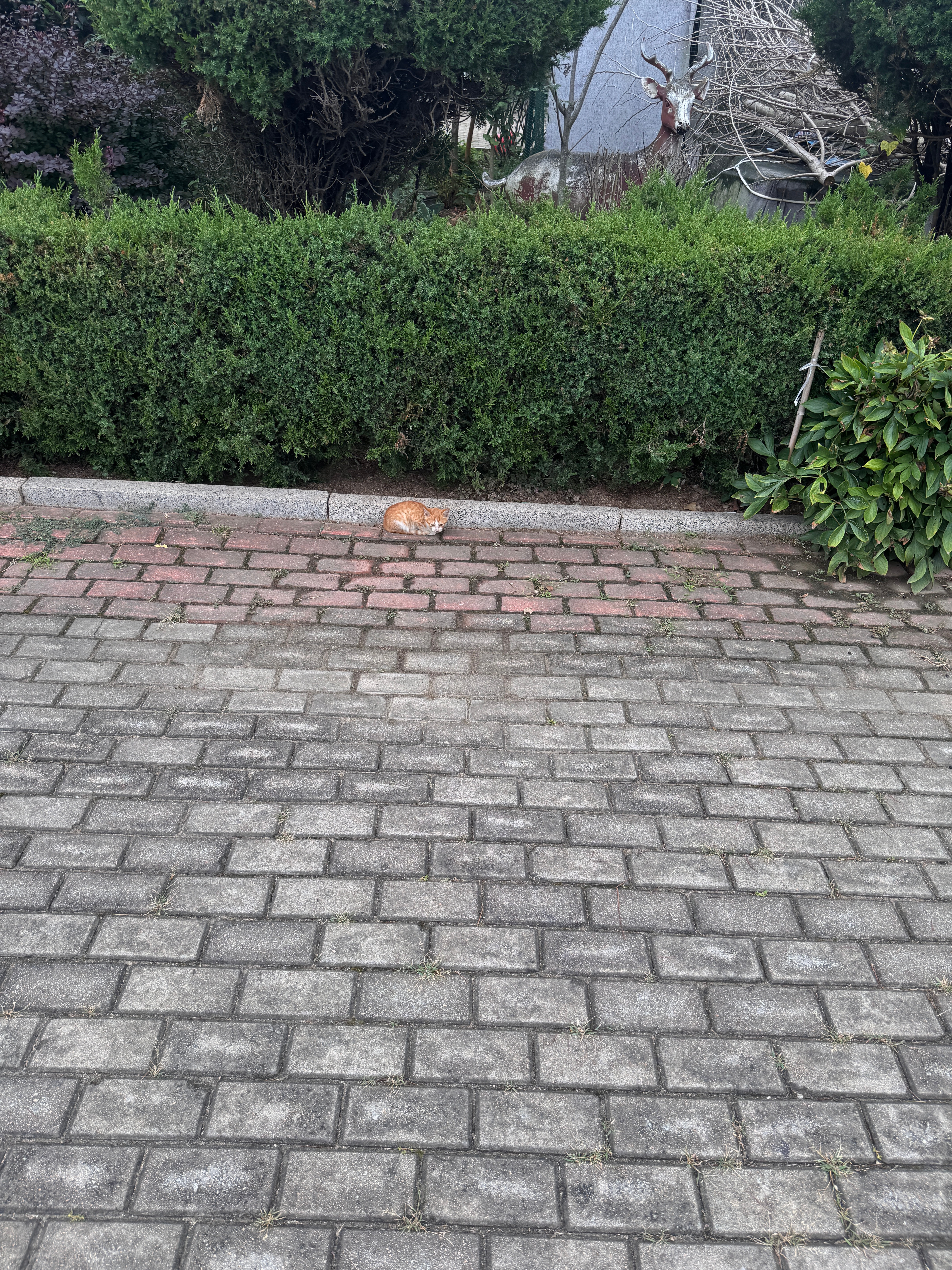 碰到了一只很小的小猫🐱和很小的小狗🐶这个小狗还喝了我的牛奶