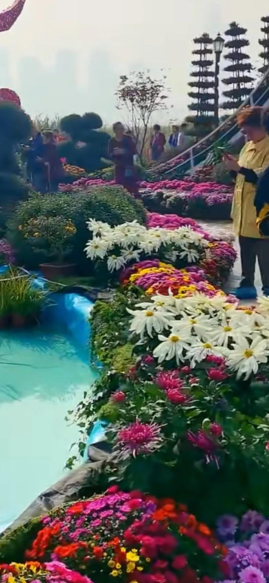 花草观察日记菊展