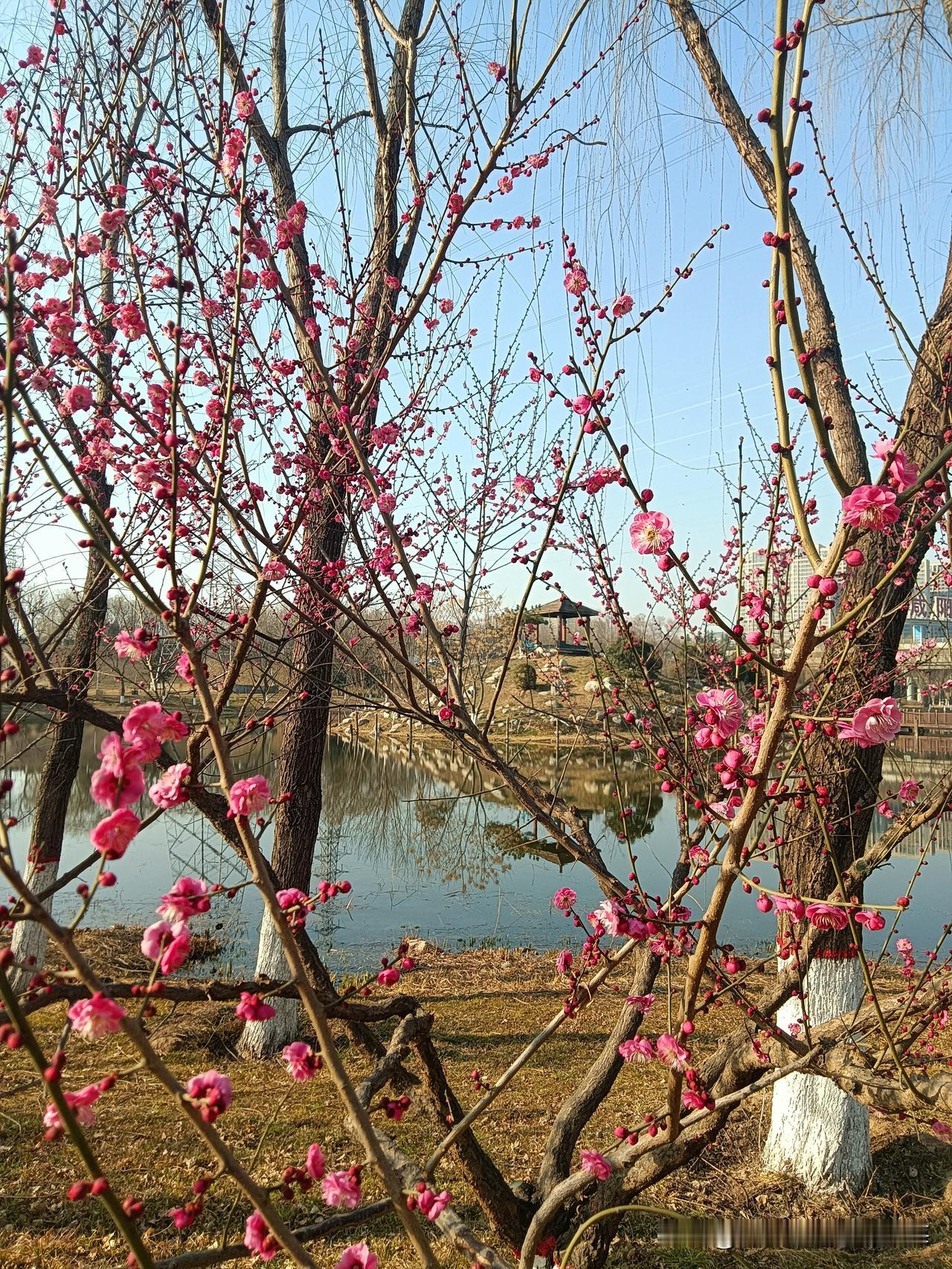 快过年了，趁着晴日里闲暇我又跑了一趟咸阳湖！现在已经是“七九”天了，九九歌谣曰：