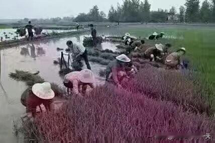 农忙时节，可是我不是农村大的！