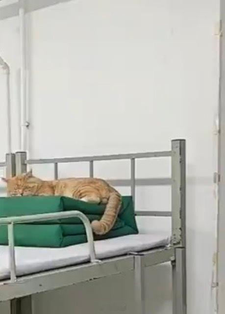 真“老六”橘猫 睡在兵哥哥上铺的喵[捂嘴哭] ​​​