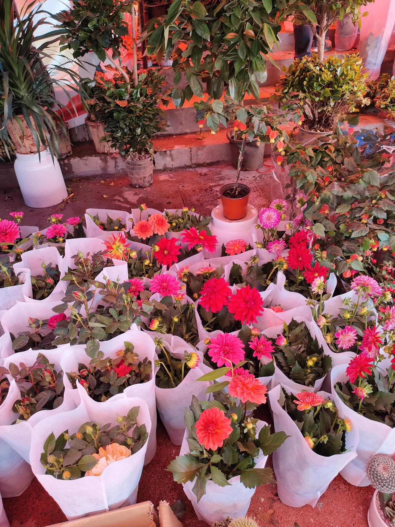 暖光漫过花簇，红的粉的大丽花裹着白纱，把春日的热闹与温柔都攒在了这一方花市里。